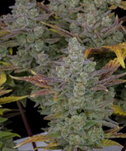 Gorilla Cookies Auto — изображение 5