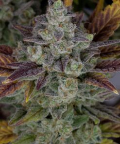 Gorilla Cookies Auto — изображение 6