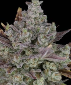 Gorilla Cookies Auto — изображение 7