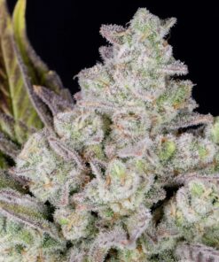 Gorilla Cookies Auto — изображение 8