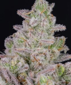 Gorilla Cookies Auto — изображение 9