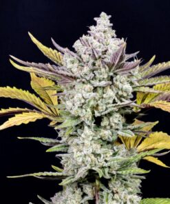 Gorilla Cookies Auto — изображение 10