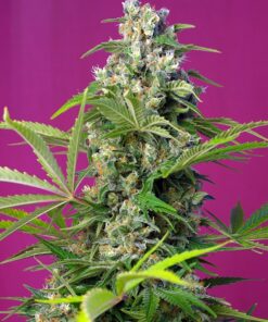 Gorilla Girl Sweet Seeds
