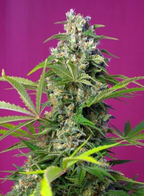 Gorilla Girl Sweet Seeds