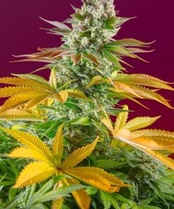 Gorilla Girl Fast Sweet Seeds