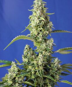 Gorilla Girl XL Auto Auto Sweet Seeds