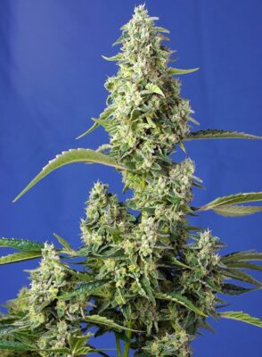 Gorilla Girl XL Auto Auto Sweet Seeds
