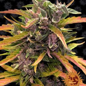 Gorilla Glue Auto Barneys Farm Seeds