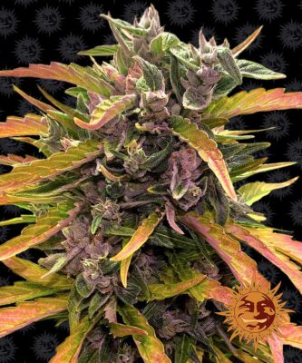 Gorilla Glue Auto Barneys Farm Seeds