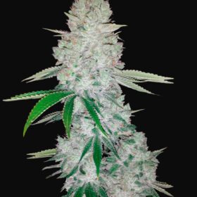 Gorilla Glue Auto Fast Buds Seeds