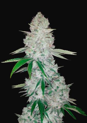 Gorilla Glue Auto Fast Buds Seeds