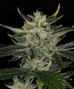 Gorilla King Auto Kannabia Seeds