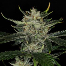 Gorilla King Auto Kannabia Seeds