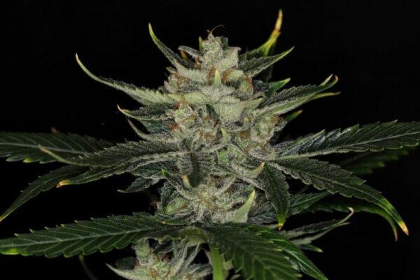 Gorilla King Auto Kannabia Seeds