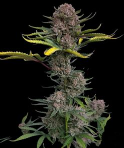 Gorilla Punch Auto — изображение 2