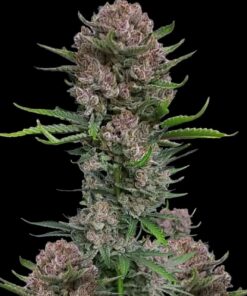 Gorilla Punch Auto — изображение 3