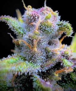 Gorilla Punch Auto — изображение 5