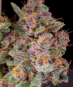 Gorilla Punch Auto — изображение 6