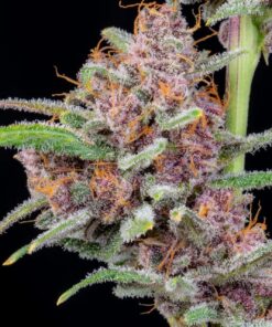Gorilla Punch Auto — изображение 7