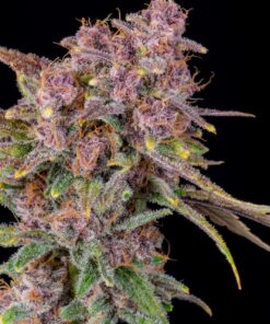 Gorilla Punch Auto — изображение 8