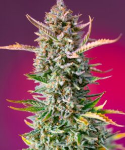 Gorilla Sherbet Fast Sweet Seeds