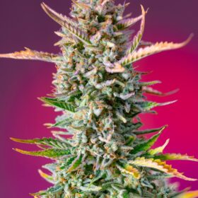 Gorilla Sherbet Fast Sweet Seeds