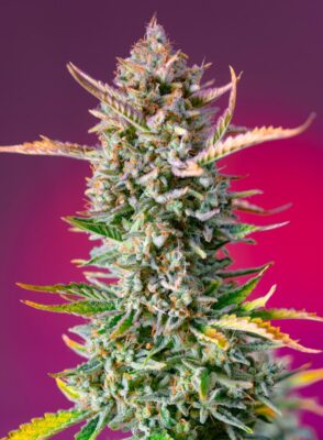 Gorilla Sherbet Fast Sweet Seeds