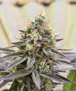 Gorilla Super Glue SuperSativaSeedClub