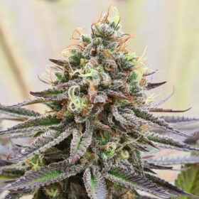 Gorilla Super Glue SuperSativaSeedClub