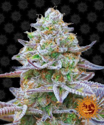 Gorilla Zkittlez Barneys Farm Seeds