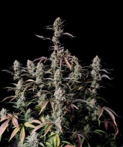 Gorilla Zkittlez Auto — изображение 2