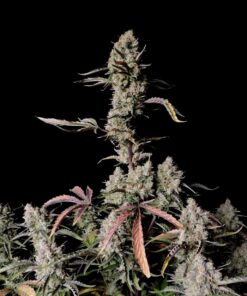 Gorilla Zkittlez Auto — изображение 3