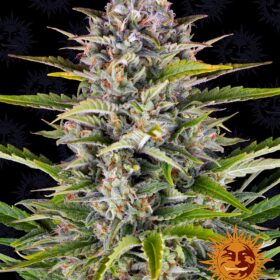 Gorilla Zkittlez Auto Barneys Farm Seeds