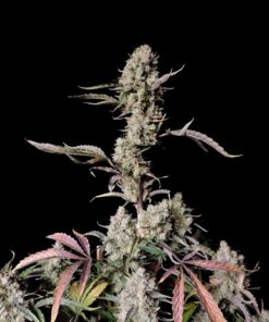 Gorilla Zkittlez Auto — изображение 4