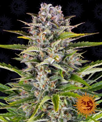 Gorilla Zkittlez Auto Barneys Farm Seeds