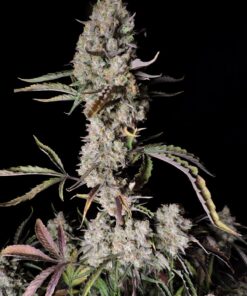 Gorilla Zkittlez Auto — изображение 5