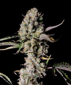 Gorilla Zkittlez Auto — изображение 6