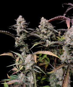 Gorilla Zkittlez Auto — изображение 7