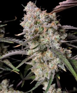 Gorilla Zkittlez Auto — изображение 8