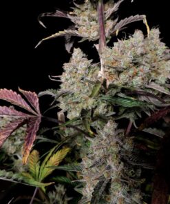Gorilla Zkittlez Auto — изображение 9