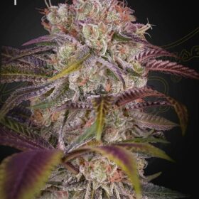 Gran Jefa Green House Seeds