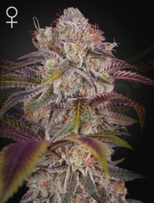 Gran Jefa Green House Seeds