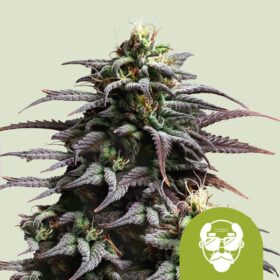 Granddaddy Purple Auto Royal Queen Seeds