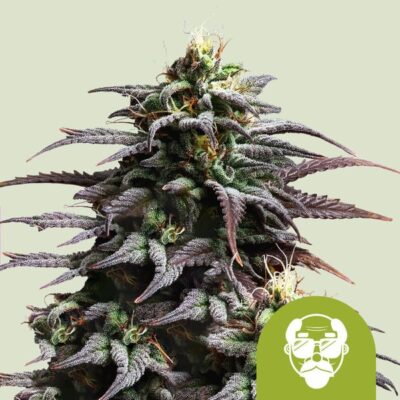 Granddaddy Purple Auto Royal Queen Seeds