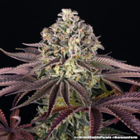 GrandDaddy Purple Barneys Farm Seeds
