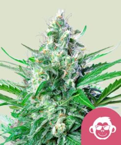 Grape Ape Royal Queen Seeds
