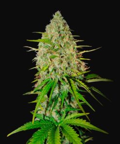 Grapefruit Auto
