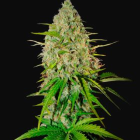 Grapefruit Auto