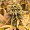 Green Gelato Royal Queen Seeds