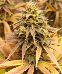 Green Gelato Royal Queen Seeds
